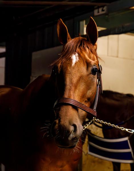 Gold Phoenix, Del Mar Handicap, Breeders' Cup Turf, Del Mar, Little Red Feather, America's Best Racing, horse racing, ABR